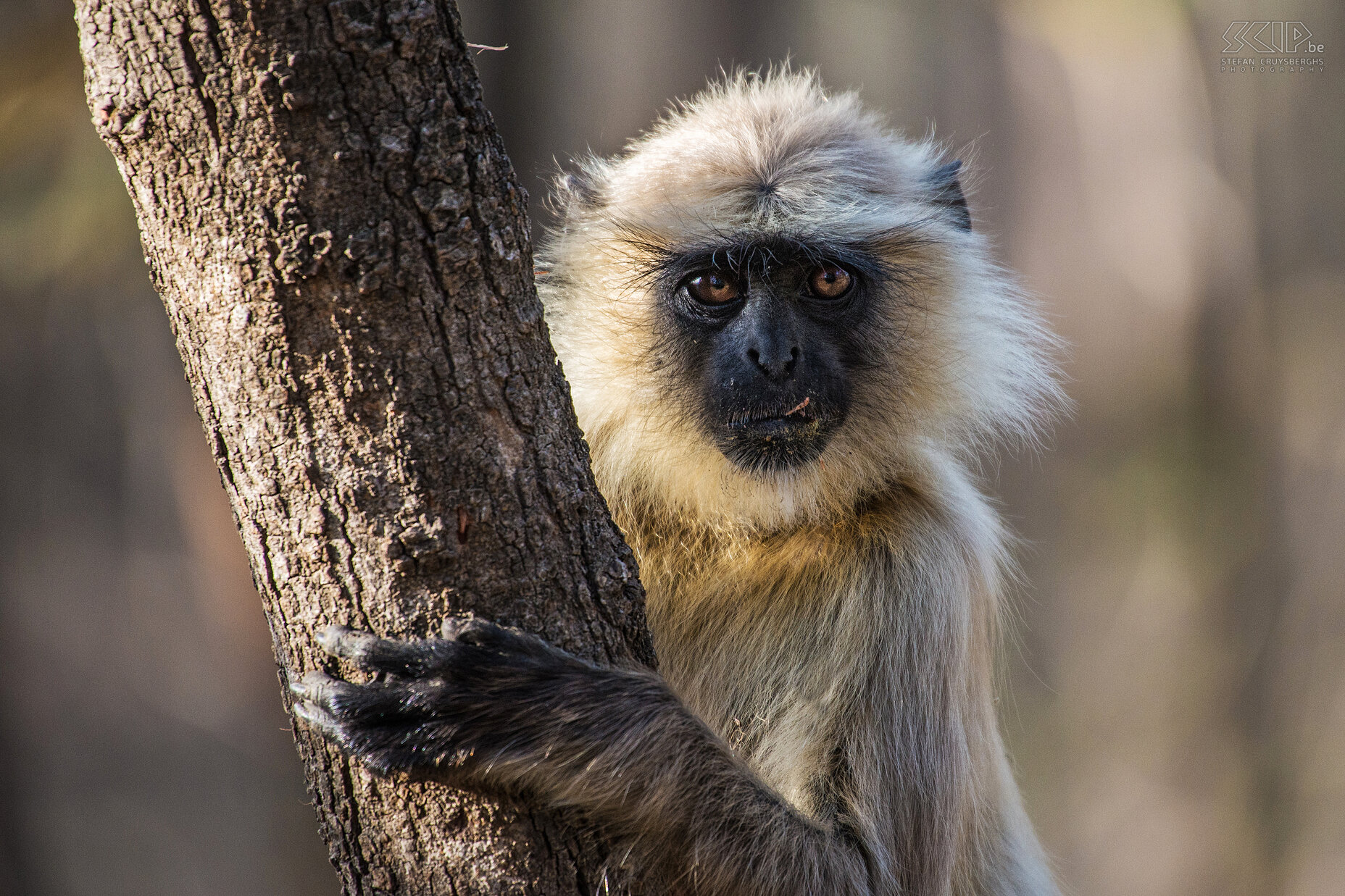 Panna - Langur monkey  Stefan Cruysberghs